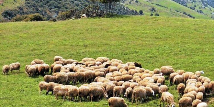 Π.Δ.Ε: Ο Ν. Φαρμάκης επικοινώνησε με το υπ. Αγροτικής Ανάπτυξης για τους κτηνοτρόφους του Ξηρομέρου. Τι λέει ο Γ. Κοντογιάννης για την Ευρωπαϊκή Οδηγία