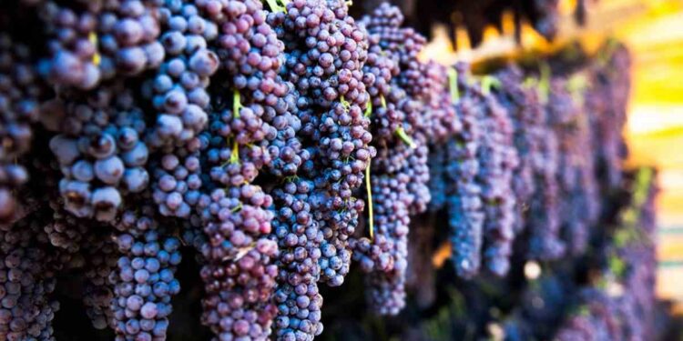 Αίτημα της Περιφέρειας Δυτικής Ελλάδας για άμεση στήριξη της παραγωγής κορινθιακής σταφίδας και οινοποιήσιμων σταφυλιών