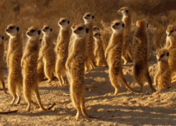 Άτολμος λόγω πολιτικής ομηρίας;