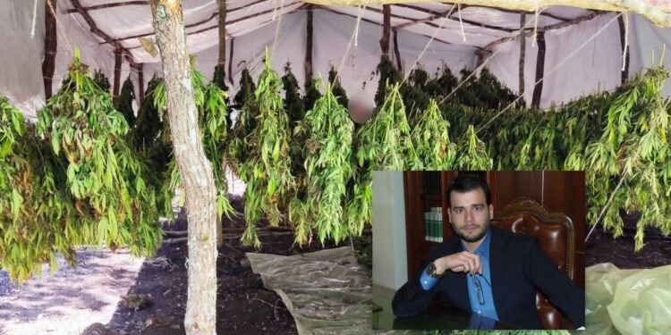 Προφυλακίζονται οι 3 για την χασισοφυτεία στην Πτελιά Ορεινού Βάλτου. Ελεύθερος με περιοριστικούς όρους ο κατηγορούμενος από την Αμφιλοχία. Δηλώσεις του συνηγόρου του Χρήστου Τσιμπούκη.