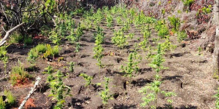 Βάλτος : Καλλιεργούσαν χιλιάδες χασισόδεντρα και διακινούσαν κοκαΐνη σε νησιά των Κυκλάδων