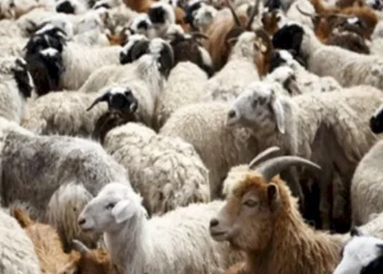 ΥπΑΑΤ: Με απόφαση Τσιάρα επιπλέον 10 εκατ. € στις Περιφέρειες για αποζημιώσεις λόγω ευλογιάς