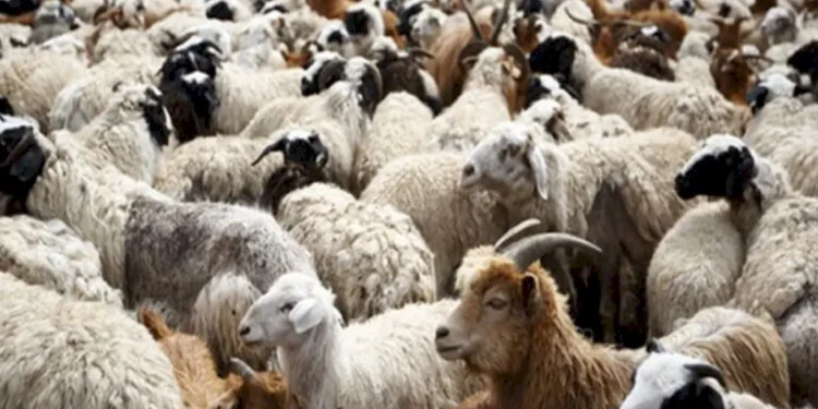 ΥπΑΑΤ: Με απόφαση Τσιάρα επιπλέον 10 εκατ. € στις Περιφέρειες για αποζημιώσεις λόγω ευλογιάς