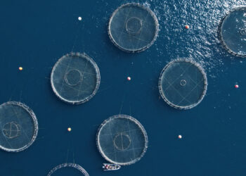 Ελληνική ιχθυοκαλλιέργεια: πωλήσεις αξίας 720 εκατ. ευρώ το 2024.