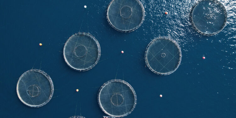 Ελληνική ιχθυοκαλλιέργεια: πωλήσεις αξίας 720 εκατ. ευρώ το 2024.