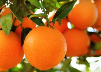 Κάτι ευχάριστο έρχεται στο Νεοχώρι Οινιαδών αυτό το Χειμώνα!