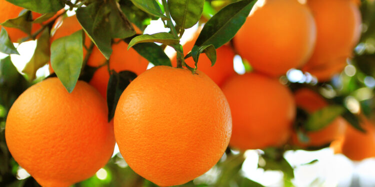 Κάτι ευχάριστο έρχεται στο Νεοχώρι Οινιαδών αυτό το Χειμώνα!