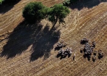 ΟΠΕΚΕΠΕ: Στο εδώλιο τα βοσκοτόπια των Αγρινιωτών στα Κύθηρα – Δίκη στο Αγρίνιο