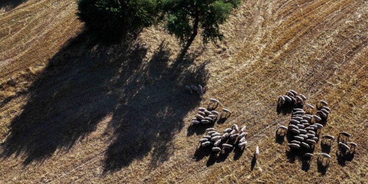 ΟΠΕΚΕΠΕ: Στο εδώλιο τα βοσκοτόπια των Αγρινιωτών στα Κύθηρα – Δίκη στο Αγρίνιο