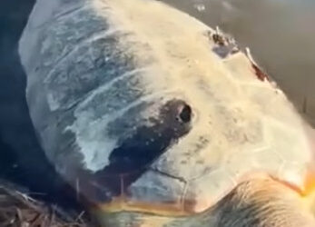 Μεσολόγγι: νεκρή θαλάσσια χελώνα στην Τουρλίδα