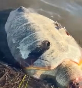 Μεσολόγγι: νεκρή θαλάσσια χελώνα στην Τουρλίδα