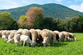 Μέτρα πρόληψης για την ευλογιά των αιγοπροβάτων και ενίσχυση των σταθμών απολύμανσης