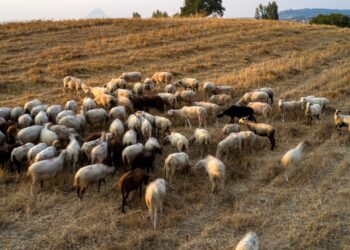 Έναρξη εκπαίδευσης κτηνοτρόφων για τη συνδεδεμένη ενίσχυση – Σε λειτουργία η νέα πλατφόρμα του ΕΛΓΟ-ΔΗΜΗΤΡΑ