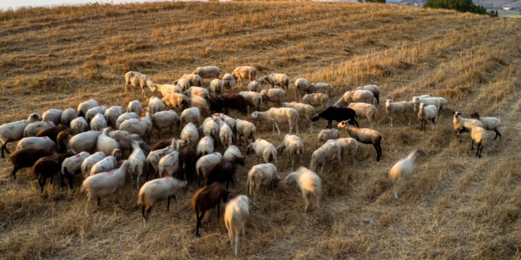 Έναρξη εκπαίδευσης κτηνοτρόφων για τη συνδεδεμένη ενίσχυση – Σε λειτουργία η νέα πλατφόρμα του ΕΛΓΟ-ΔΗΜΗΤΡΑ