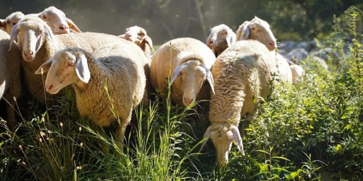 Άρχισαν συλλήψεις για παραβίαση των μέτρων βιοασφάλειας για την ευλογιά των αιγοπροβάτων