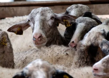 ΕΕΕΔΕΕ: Επικαιροποιημένα στοιχεία για την πορεία της ευλογιάς αιγοπροβάτων στη χώρα (2024–2025)