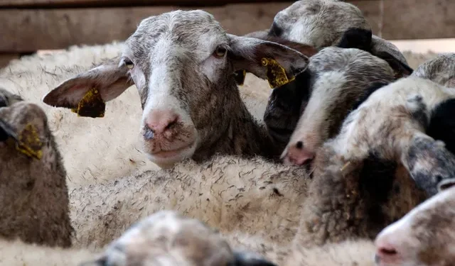 ΕΕΕΔΕΕ: Επικαιροποιημένα στοιχεία για την πορεία της ευλογιάς αιγοπροβάτων στη χώρα (2024–2025)