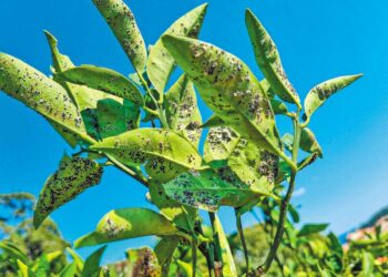 Εκδήλωση του Συνδέσμου Γεωπόνων στο Αγρίνιο: «Ο μαύρος ακανθώδης αλευρώδης και η αντιμετώπισή του στην Ελλάδα»