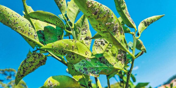 Εκδήλωση του Συνδέσμου Γεωπόνων στο Αγρίνιο: «Ο μαύρος ακανθώδης αλευρώδης και η αντιμετώπισή του στην Ελλάδα»