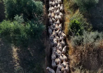Νέες πληρωμές 12,2 εκατ. ευρώ σε Περιφέρειες και κτηνοτρόφους για τα θανατωθέντα ζώα – Συνολικά έχουν διατεθεί 48 εκατ. ευρώ