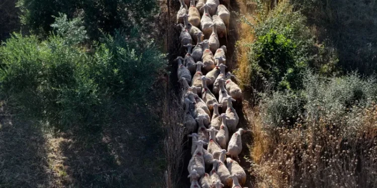 Νέες πληρωμές 12,2 εκατ. ευρώ σε Περιφέρειες και κτηνοτρόφους για τα θανατωθέντα ζώα – Συνολικά έχουν διατεθεί 48 εκατ. ευρώ