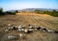Ευλογιά αιγοπροβάτων: 20 νέα μέτρα θωράκισης της κτηνοτροφίας από την Εθνική Επιστημονική Επιτροπή