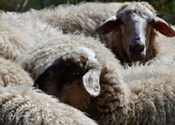 Δήμος Ξηρομέρου: Αυστηρή τήρηση μέτρων βιοασφάλειας για την ευλογιά των αμνοεριφίων