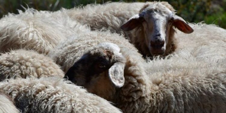 Δήμος Ξηρομέρου: Αυστηρή τήρηση μέτρων βιοασφάλειας για την ευλογιά των αμνοεριφίων