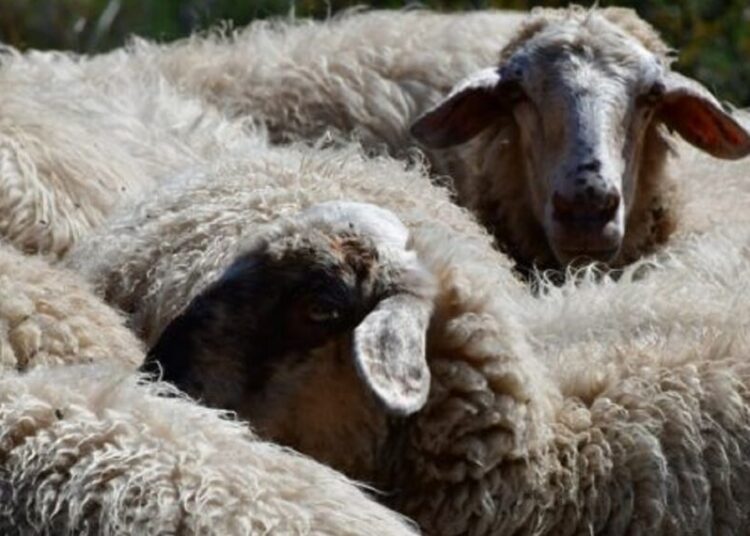 Δήμος Ξηρομέρου: Αυστηρή τήρηση μέτρων βιοασφάλειας για την ευλογιά των αμνοεριφίων