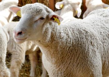 Αποζημιώσεις κτηνοτρόφων για την ευλογιά των αιγοπροβάτων – Περιφέρεια Δυτικής Ελλάδας