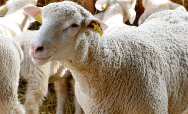 Αποζημιώσεις κτηνοτρόφων για την ευλογιά των αιγοπροβάτων – Περιφέρεια Δυτικής Ελλάδας