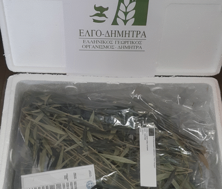 Nέο κεφάλαιο στην παραγωγή πολλαπλασιαστικού υλικού οπωροφόρων δένδρων στην Ελλάδα από τον ΕΛΓΟ-ΔΗΜΗΤΡΑ: 