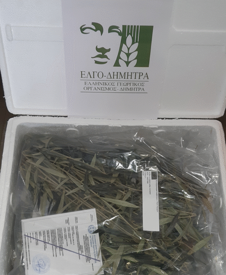 Nέο κεφάλαιο στην παραγωγή πολλαπλασιαστικού υλικού οπωροφόρων δένδρων στην Ελλάδα από τον ΕΛΓΟ-ΔΗΜΗΤΡΑ: 