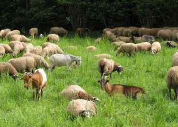 Δήλωση Εθνικής Επιτροπής Ευλογιάς των Αιγοπροβάτων