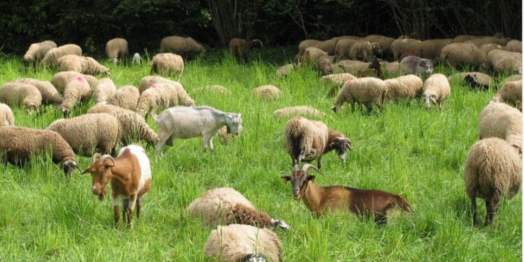 Δήλωση Εθνικής Επιτροπής Ευλογιάς των Αιγοπροβάτων