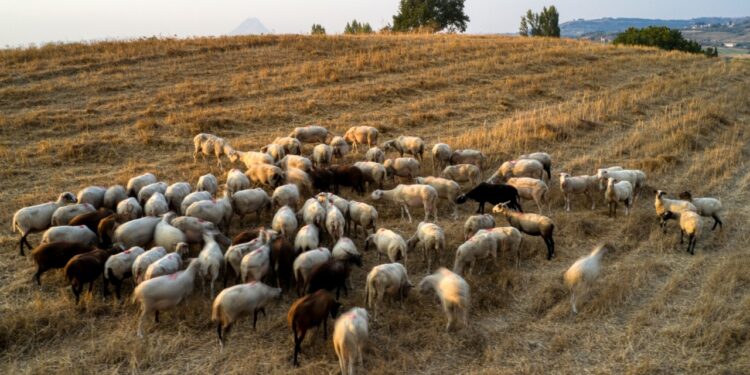 Επιπλέον 21 εκατ. ευρώ για ζωοτροφές – Ενισχυμένη στήριξη κτηνοτρόφων με αύξηση 50%