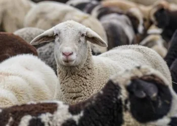 Χαρτογράφηση κρουσμάτων ευλογιάς αιγοπροβάτων στην Ελλάδα 2025