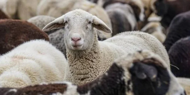 Χαρτογράφηση κρουσμάτων ευλογιάς αιγοπροβάτων στην Ελλάδα 2025