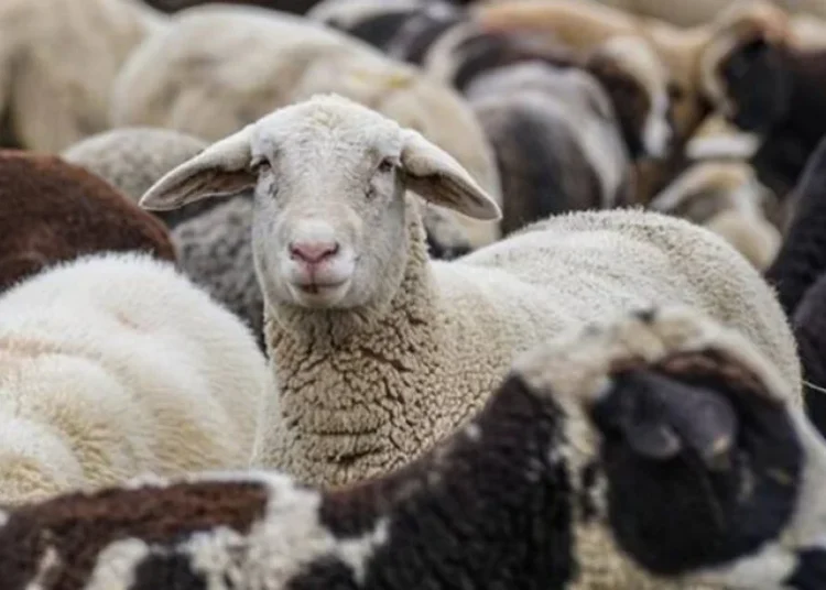 Χαρτογράφηση κρουσμάτων ευλογιάς αιγοπροβάτων στην Ελλάδα 2025