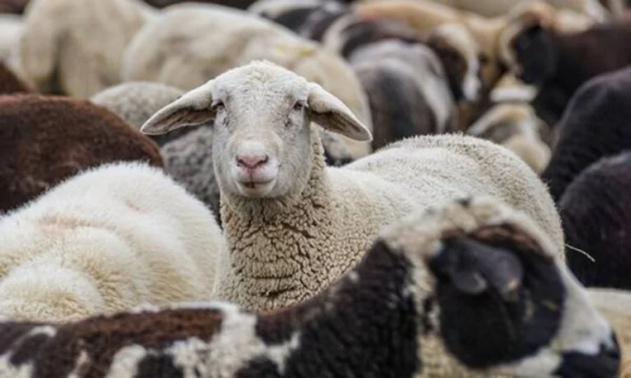 Χαρτογράφηση κρουσμάτων ευλογιάς αιγοπροβάτων στην Ελλάδα 2025