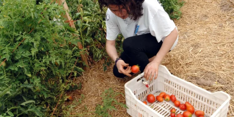 Ενισχύσεις de minimis 2,1 εκατ. ευρώ σε παραγωγούς μηδικής στον Έβρο και βιομηχανικής τομάτας στην Ημαθία