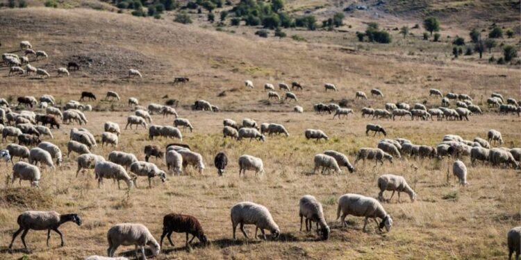 Στη γραμμή άμυνας κατά της ευλογιάς οι στρατιωτικοί κτηνίατροι – Ενίσχυση των Περιφερειών με εξειδικευμένο προσωπικό