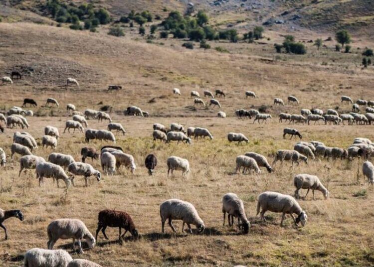 Στη γραμμή άμυνας κατά της ευλογιάς οι στρατιωτικοί κτηνίατροι – Ενίσχυση των Περιφερειών με εξειδικευμένο προσωπικό