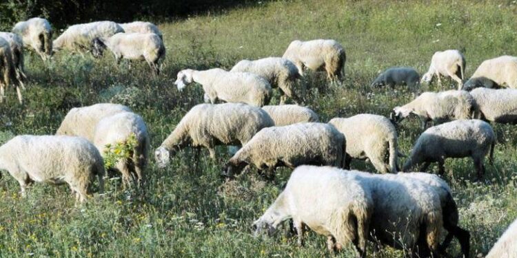 Οδηγίες για μετακινήσεις αιγοπροβάτων λόγω ευλογιάς – Τι ισχύει ενόψει εορτών