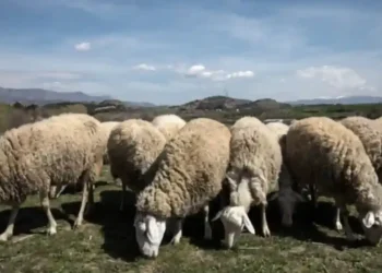 Νέα ενίσχυση 26 εκατ. ευρώ για αποζημιώσεις κτηνοτρόφων λόγω ευλογιάς – Η 5η κατανομή από ΥΠΑΑΤ