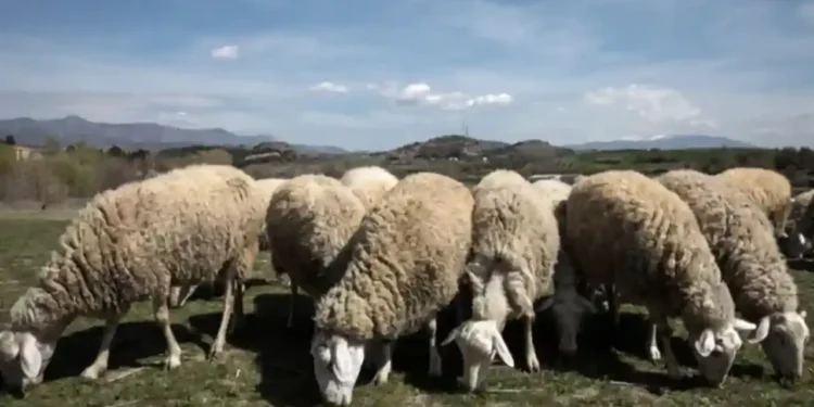 Νέα ενίσχυση 26 εκατ. ευρώ για αποζημιώσεις κτηνοτρόφων λόγω ευλογιάς – Η 5η κατανομή από ΥΠΑΑΤ