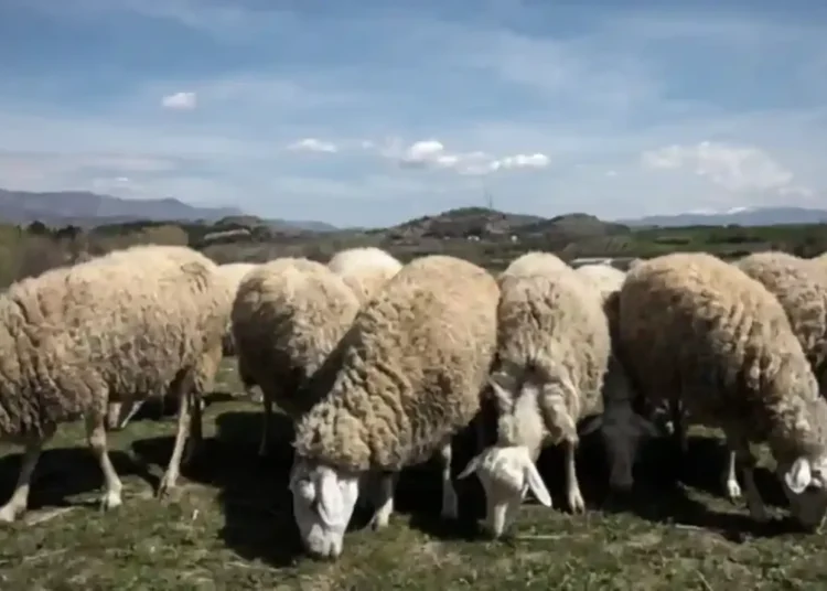 Νέα ενίσχυση 26 εκατ. ευρώ για αποζημιώσεις κτηνοτρόφων λόγω ευλογιάς – Η 5η κατανομή από ΥΠΑΑΤ