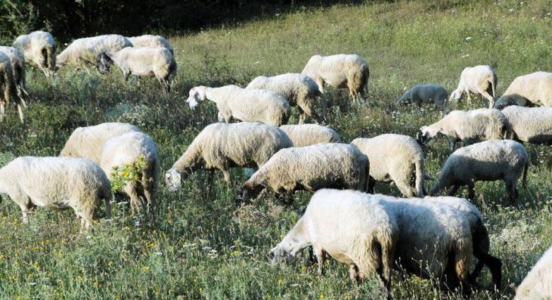 Οδηγίες για μετακινήσεις αιγοπροβάτων λόγω ευλογιάς – Τι ισχύει ενόψει εορτών