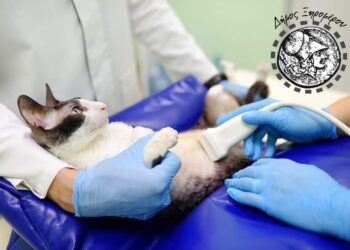 Δωρεάν στείρωση γατιών από τον Δήμο Ξηρομέρου σε συνεργασία με την Greek Cat Welfare Society