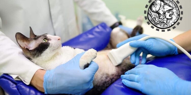 Δωρεάν στείρωση γατιών από τον Δήμο Ξηρομέρου σε συνεργασία με την Greek Cat Welfare Society